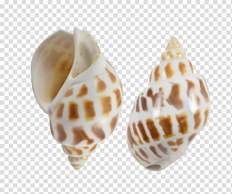 Seashell Conchology Venus comb murex Shankha Gastropod shell, seashell transparent background PNG clipart