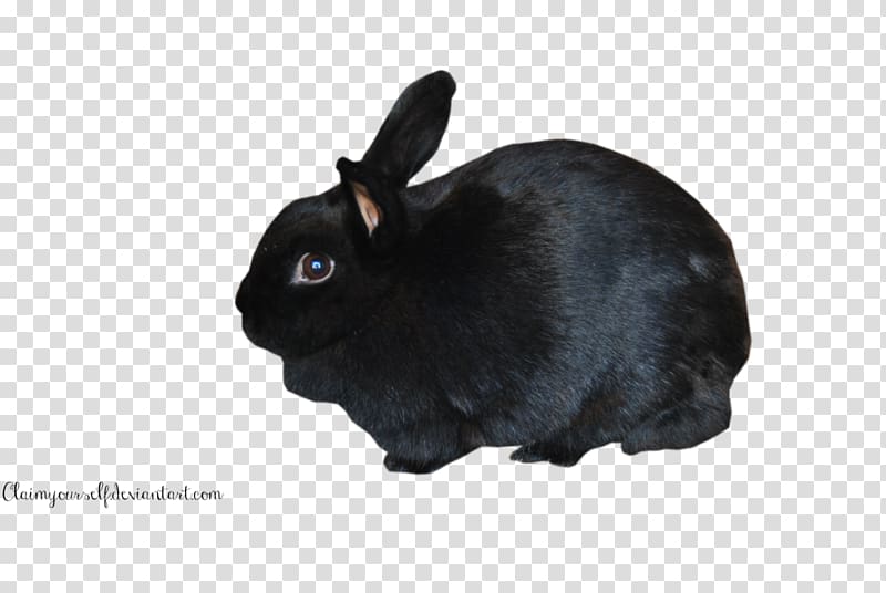Holland Lop Hare Mini Lop Domestic rabbit, rabbit transparent background PNG clipart