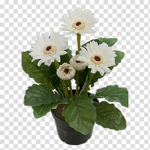 Transvaal daisy Flowerpot Saint Petersburg Houseplant, plant transparent background PNG clipart