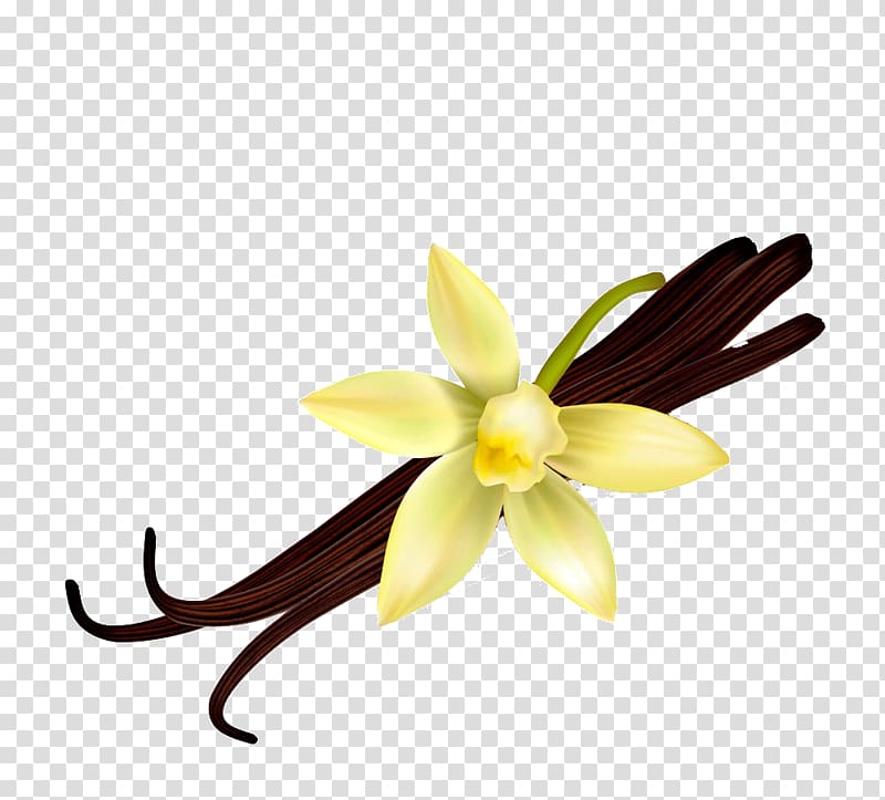 hand-painted vanilla flower transparent background PNG clipart