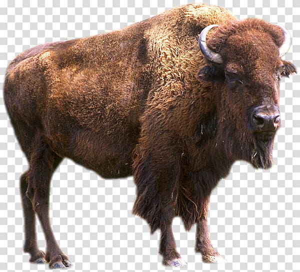 Bear Animal Pronghorn Elk Yellowstone Park bison herd, boson transparent background PNG clipart