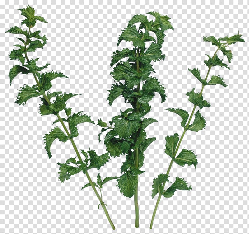 Herb Nettles Leaf vegetable Parsley , Mint transparent background PNG clipart