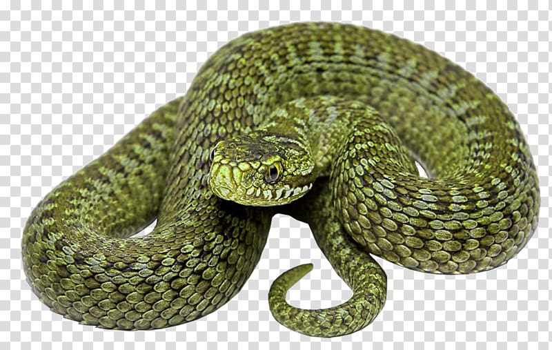 Rattlesnake Vipers, snake transparent background PNG clipart