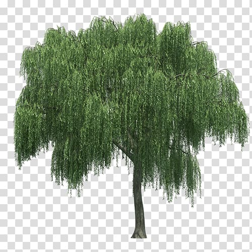 Weeping willow Tree Rendering, tree transparent background PNG clipart
