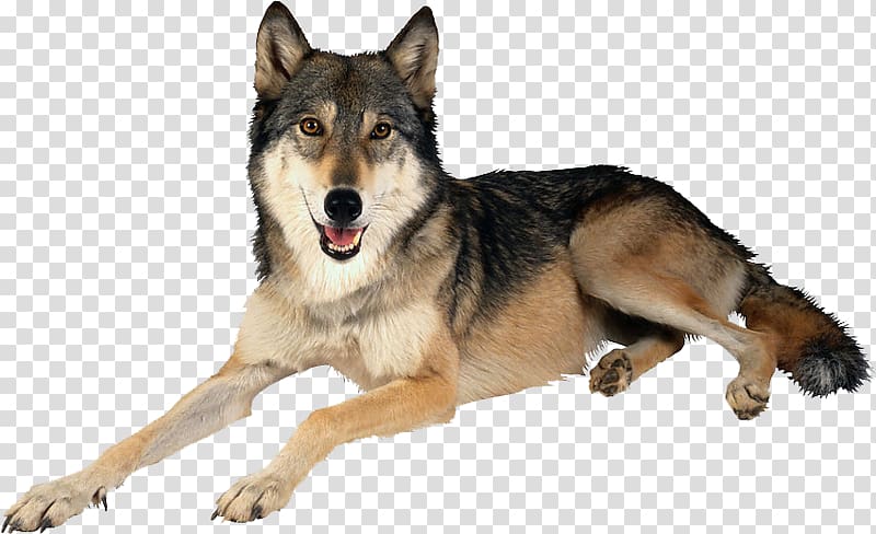 Dog Arctic wolf Mexican wolf , Pet dog transparent background PNG clipart
