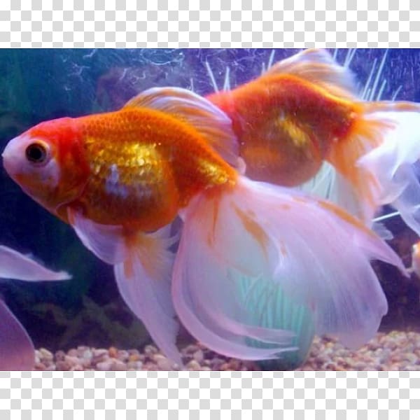 Veiltail Common goldfish Shubunkin Comet Pearlscale, fish transparent background PNG clipart