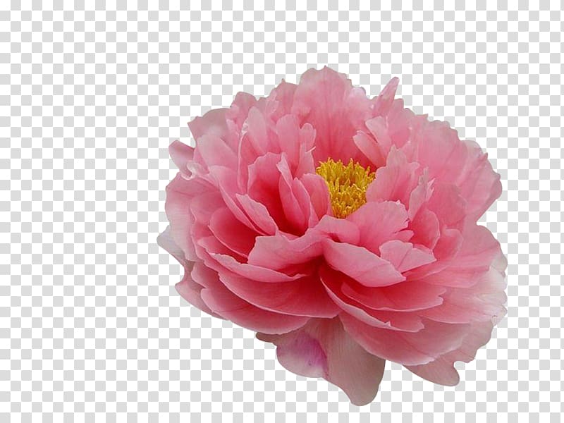 pink peony flower illustration, Moutan peony Flower Tree peony Paeonia Coral Charm, Peony transparent background PNG clipart