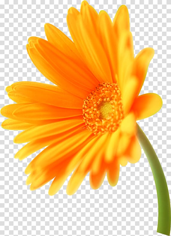 Orange Transvaal daisy Flower Florilegium Calendula officinalis, 足球logo transparent background PNG clipart