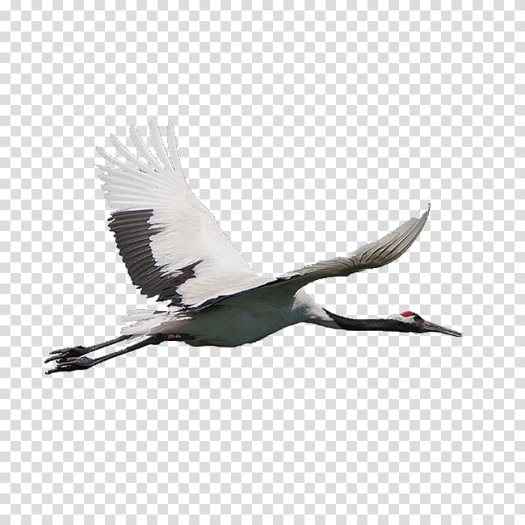 red-crowned crane transparent background PNG clipart