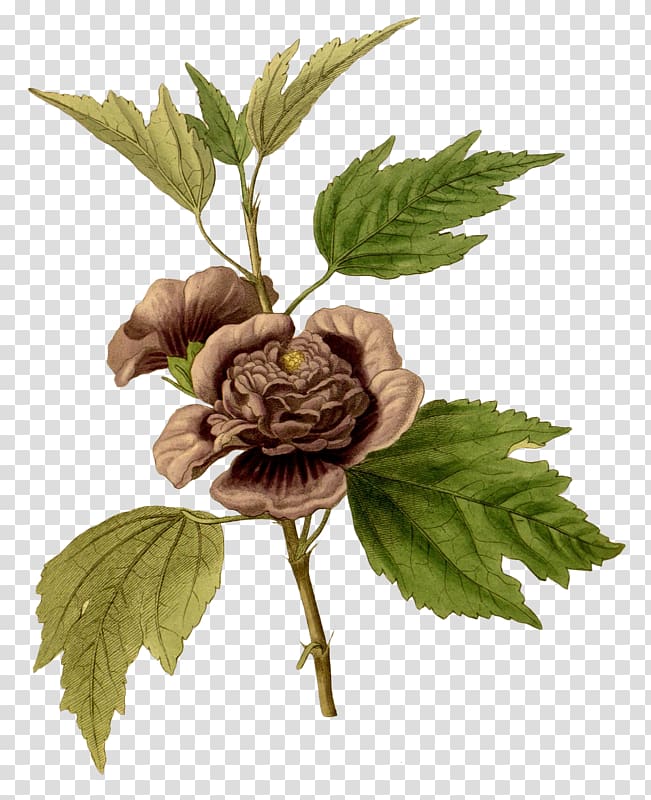 Common Hibiscus The Paradisus Londinensis Flower Malope Vaccinium triflorum, others transparent background PNG clipart