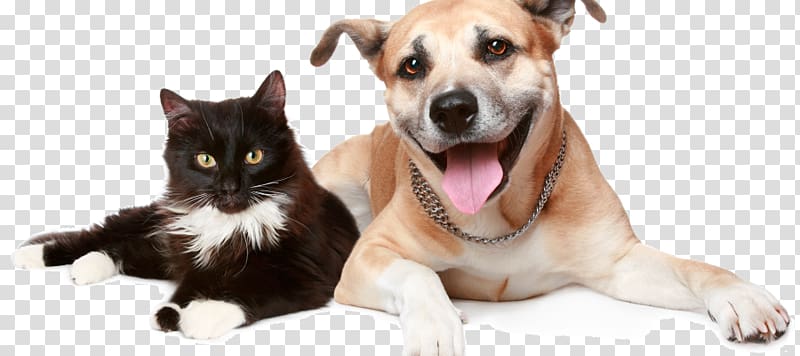 Dog Cat Pet insurance Trupanion, Dog transparent background PNG clipart