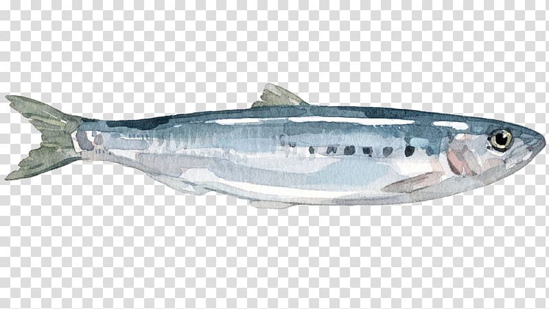 Sardine Mackerel Coho salmon Anchovy Herring, fish transparent background PNG clipart