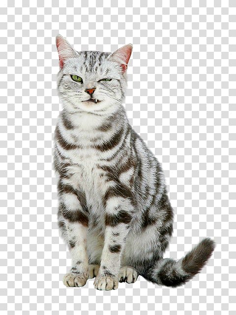 Dragon Li European shorthair American Shorthair Tabby cat Kitten, European Shorthair transparent background PNG clipart