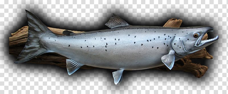 Coho salmon Smoked salmon Trout Atlantic salmon, fish transparent background PNG clipart