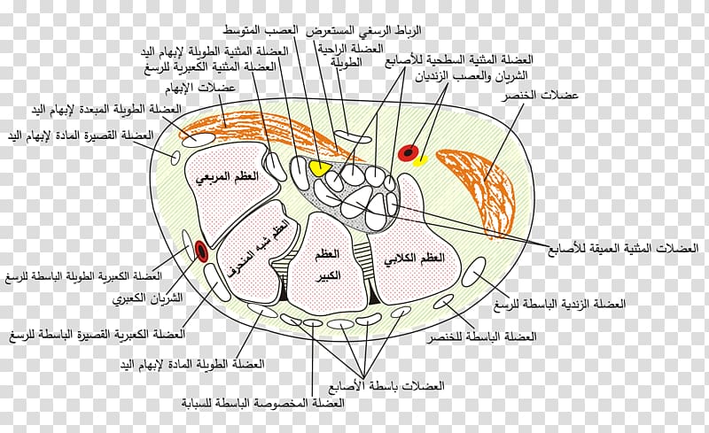 Carpal tunnel syndrome Median nerve Carpal bones Flexor retinaculum of the hand, hand transparent background PNG clipart