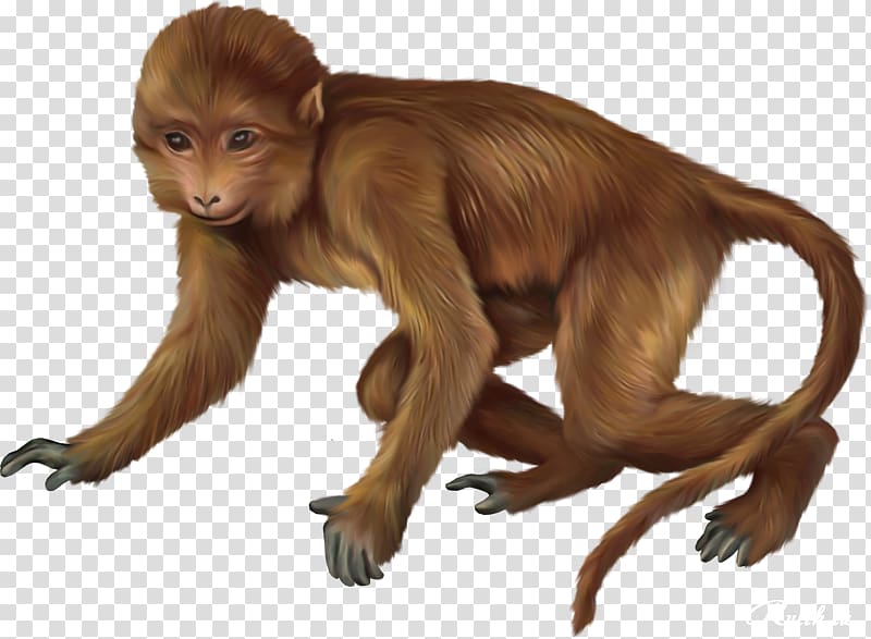Macaque Primate Baby Monkeys , monkey transparent background PNG clipart