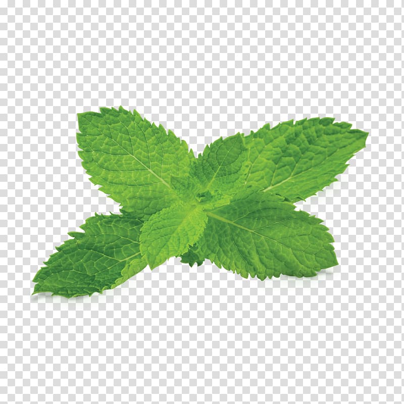 Peppermint Mentha spicata Apple Mint Fumari, Inc., tobacco transparent background PNG clipart