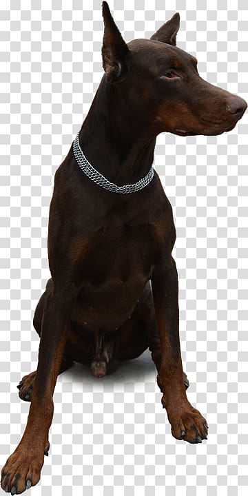 Dobermann Miniature Pinscher German Pinscher Dogo Argentino German Shepherd, Dog lead transparent background PNG clipart