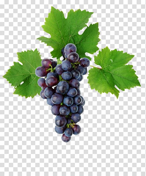 Kyoho Grape leaves Vine Must, grape transparent background PNG clipart