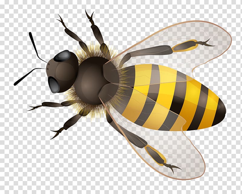 yellow and black honey bee illustration, Western honey bee Illustration, Cartoon Bee transparent background PNG clipart