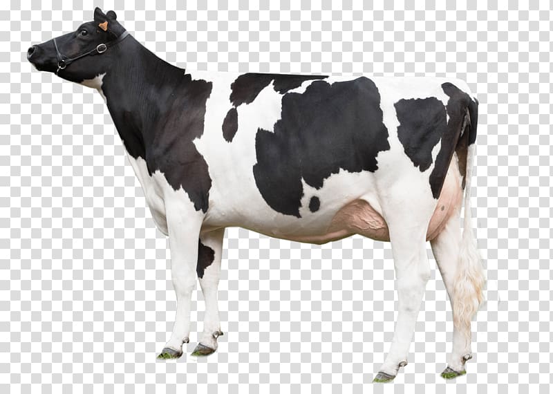 white and black cow , Cow Looking Left transparent background PNG clipart