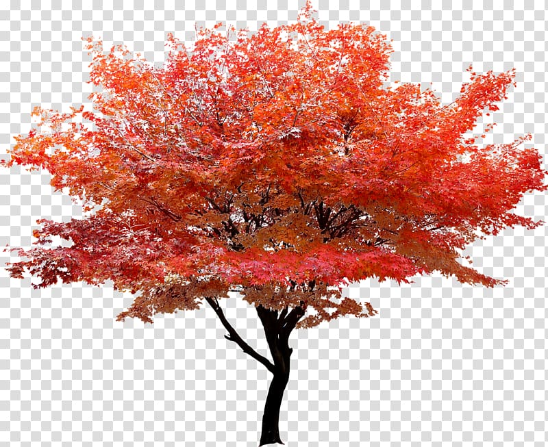 Red maple Tree Autumn leaf color, Red leaf tree poster transparent background PNG clipart