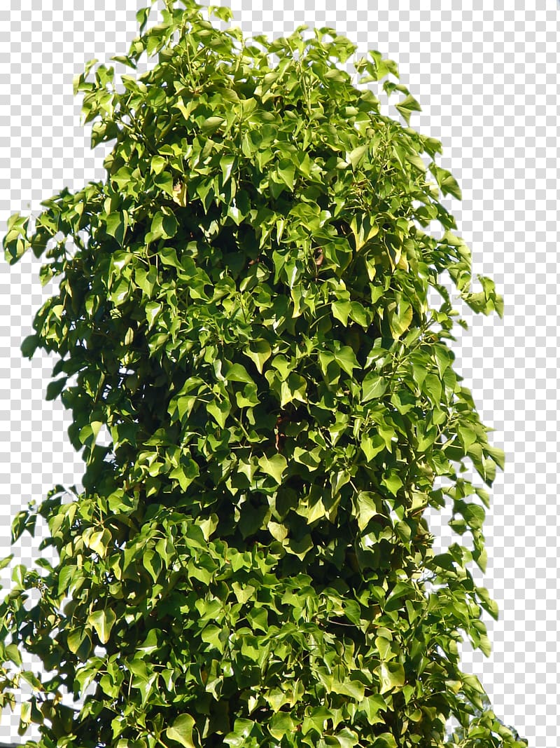 close-up of green leafed tree, Plant Shrub Tree, Tree Bushes transparent background PNG clipart