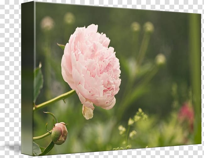 Peony Pink M Blossom Music Center Wildflower Petal, peony transparent background PNG clipart