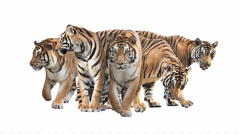Bengal tiger White tiger, tiger transparent background PNG clipart