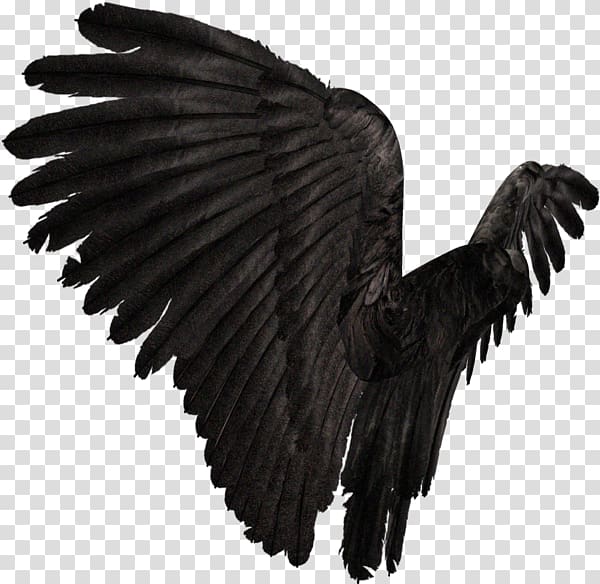 Wing American crow Prichard , others transparent background PNG clipart