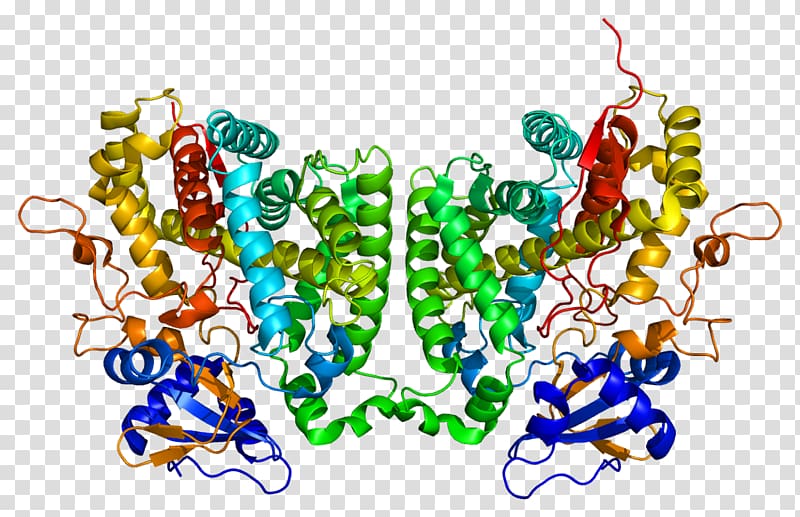 CYP2R1 Calcitriol Cytochrome P450 Vitamin D Calcifediol, Cyp2r1 transparent background PNG clipart