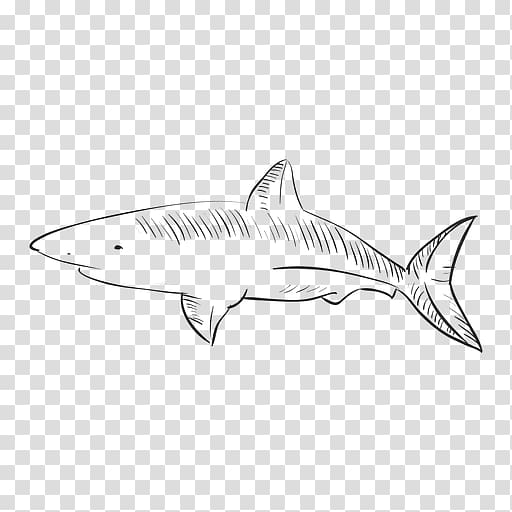 Tiger shark Squaliformes /m/02csf Line art Drawing, hand-painted tiger transparent background PNG clipart