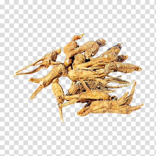 Female ginseng American ginseng Chinese herbology Extract, Dried herbs transparent background PNG clipart
