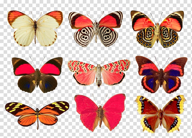 butterflies transparent background PNG clipart butterflies transparent background PNG clipart