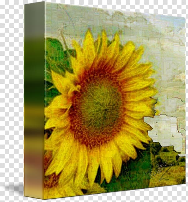 Paper Drawing MARY RUCKER ART Painting, watercolor sunflower transparent background PNG clipart