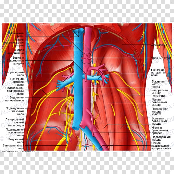Blood vessel Anatomy Abdomen Celiac plexus Artery, blood transparent background PNG clipart
