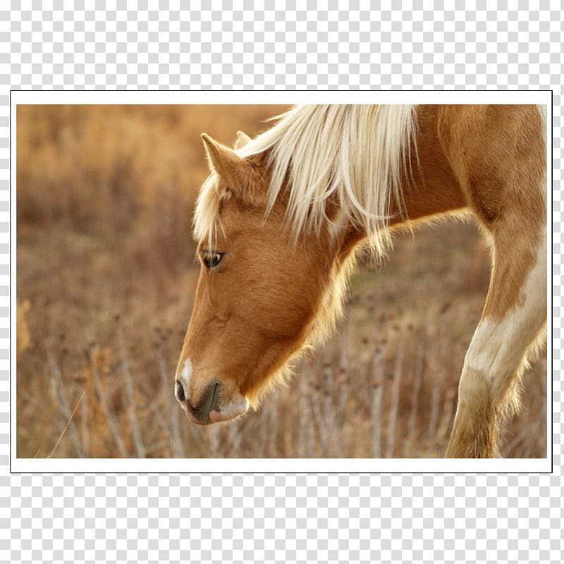 Your Horse's Health Equestrian Equine nutrition Aplington, horse transparent background PNG clipart