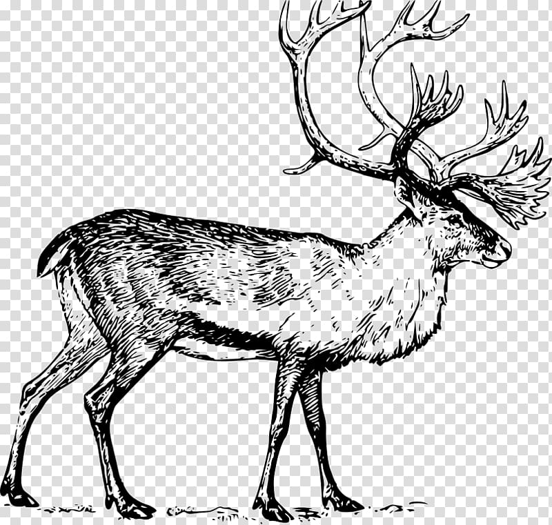 Deer Drawing , deer transparent background PNG clipart