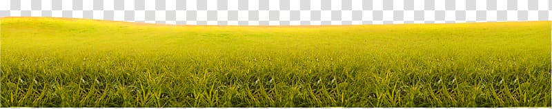 Barley Harvest Grassland Sky Field, Yellow-green simple grass bureaucratic texture transparent background PNG clipart
