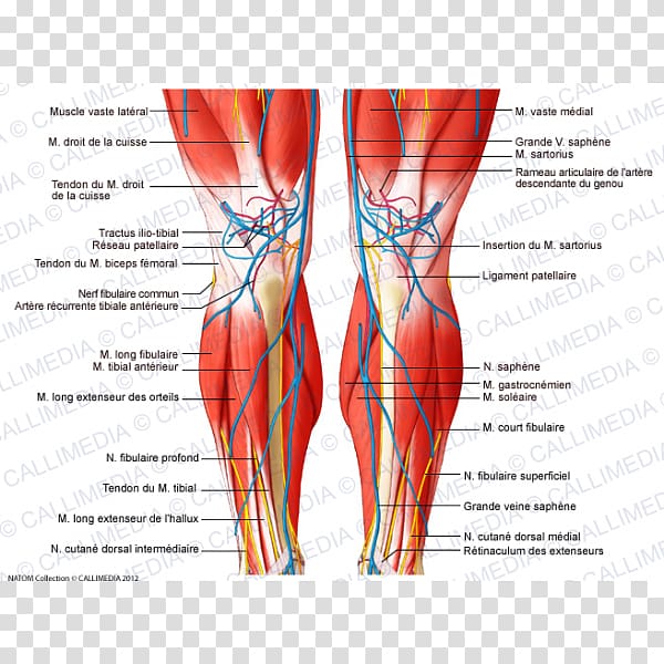 Thigh Knee Muscle Nerve Crus, Gamba transparent background PNG clipart