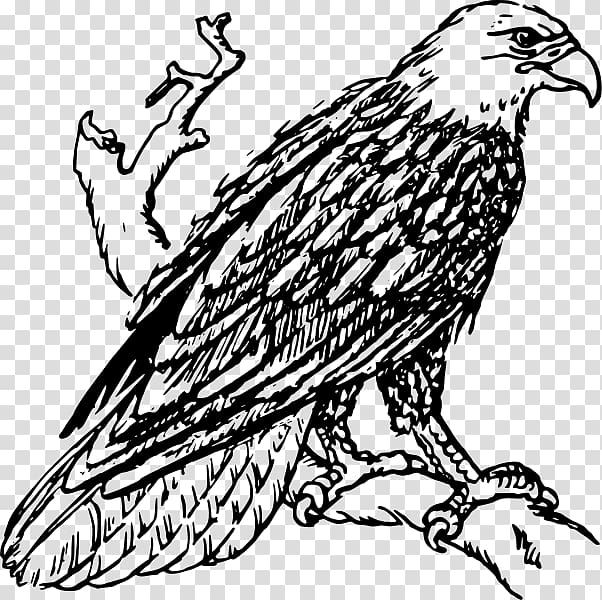 Bald Eagle Black-and-white hawk-eagle Drawing , eagle transparent background PNG clipart