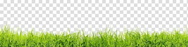 Lawn Desktop , Grass Flat transparent background PNG clipart