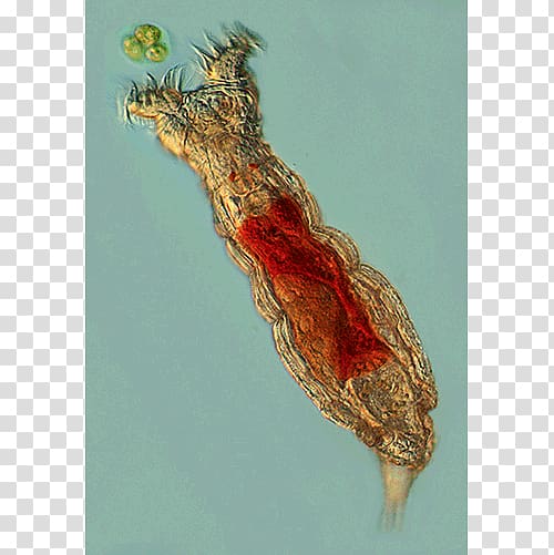 Animal Rotifers Fauna Systematics Fossil, Gastrovascular Cavity transparent background PNG clipart