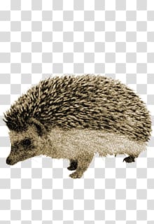 Hedgehog transparent background PNG clipart