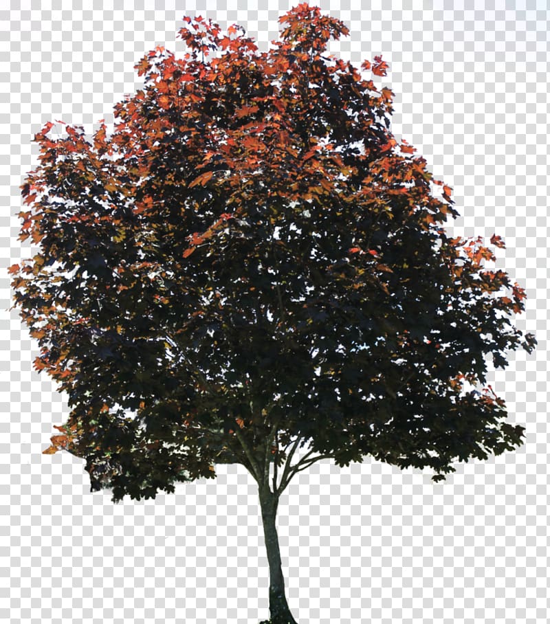 Tree American sycamore Pixel, Browse And Tree s, red and black tree illustration transparent background PNG clipart