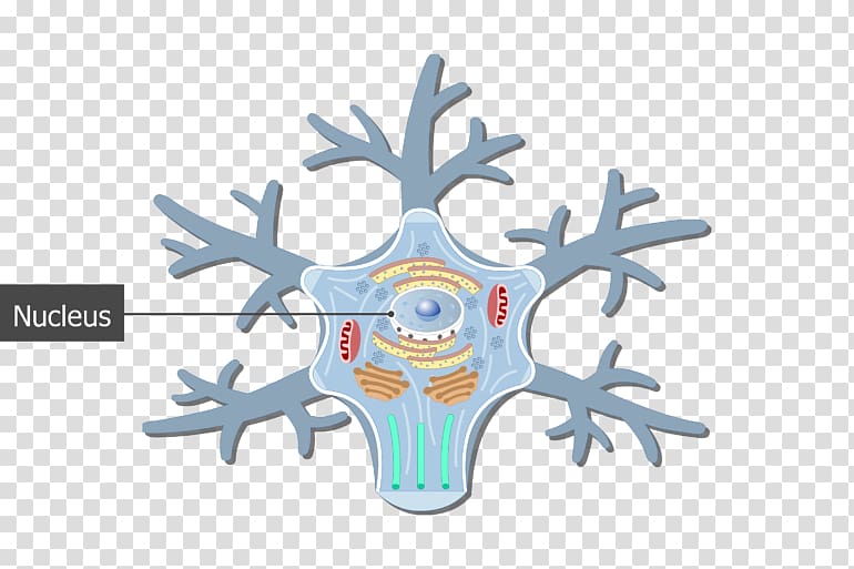 Soma Unipolar neuron Cell Neurofilament, neuron transparent background PNG clipart