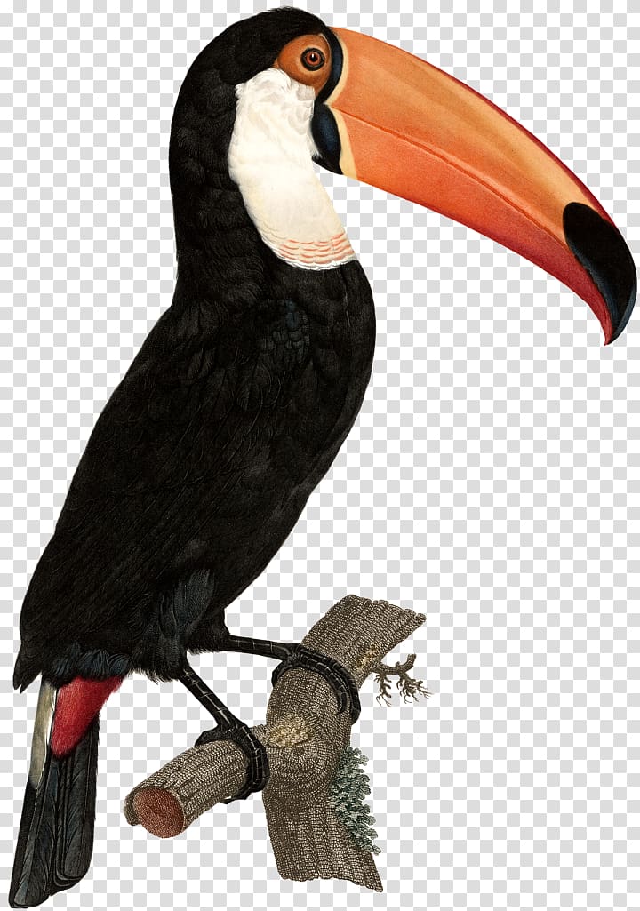 Bird Toco toucan Green-billed toucan Art, Bird transparent background PNG clipart