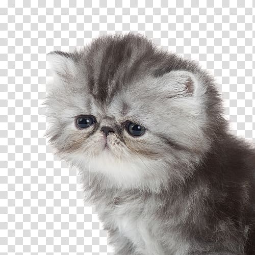 Persian cat Exotic Shorthair British Semi-longhair Asian Semi-longhair Napoleon cat, Croquettes transparent background PNG clipart