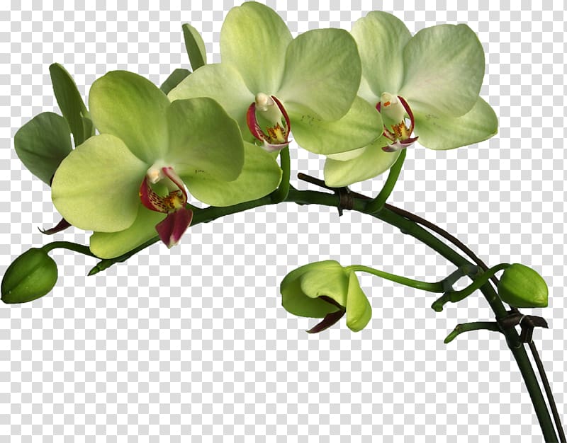 Moth orchids Plant Flower Verbascum densiflorum, orchid transparent background PNG clipart
