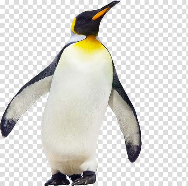 Penguin Chick Les Manchots Empereurs Bird, big penguin transparent background PNG clipart